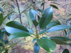 Trochodendron aralioides