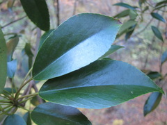 Trochodendron aralioides