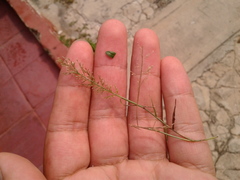 Poaceae