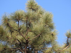 Pinus engelmannii