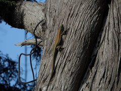 Phoenicolacerta laevis