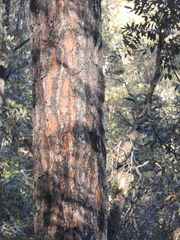 Pinus engelmannii