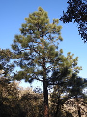 Pinus engelmannii