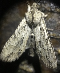Lithophane disposita