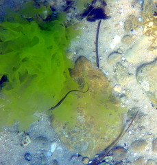 Stigmatopora nigra