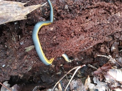 Diadophis punctatus stictogenys