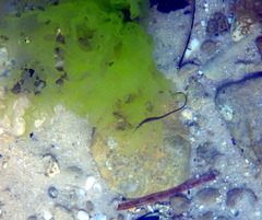 Stigmatopora nigra