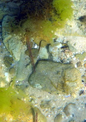 Stigmatopora nigra