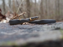 Diadophis punctatus stictogenys