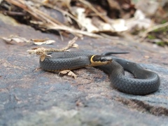 Diadophis punctatus stictogenys