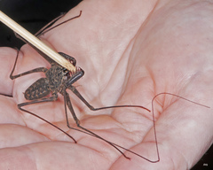 Paraphrynus laevifrons