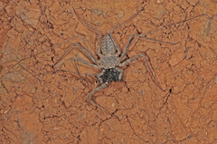 Paraphrynus laevifrons