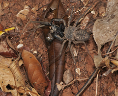 Paraphrynus laevifrons