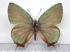 Favonius orientalis