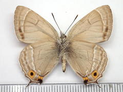 Favonius orientalis