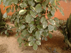 Polyscias guilfoylei