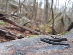 Diadophis punctatus stictogenys