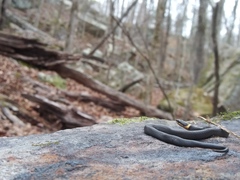 Diadophis punctatus stictogenys
