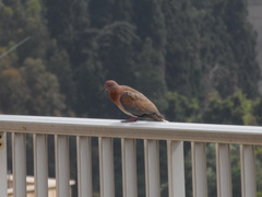 Streptopelia senegalensis