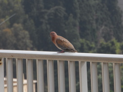 Streptopelia senegalensis