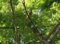 Lichmera incana griseoviridis