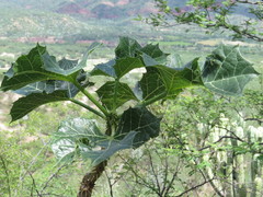 Cnidoscolus rostratus