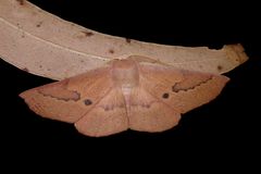 Monoctenia falernaria