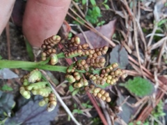 Sceptridium lunarioides