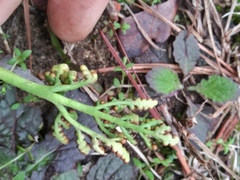 Sceptridium lunarioides