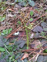 Sceptridium lunarioides