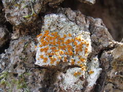 Brigantiaea leucoxantha