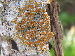 Brigantiaea leucoxantha