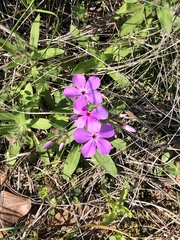 Phlox drummondii