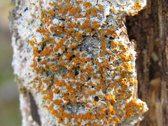 Brigantiaea leucoxantha