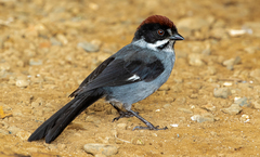 Slaty Brush Finch photo 2