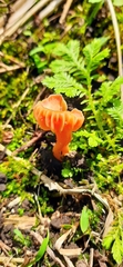 Hygrocybe