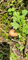 Hygrocybe
