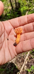 Hygrocybe