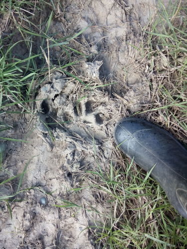 Panthera onca