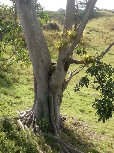 Tamandua mexicana