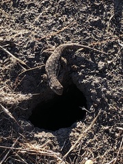 Tiliqua