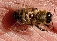 Varroa destructor