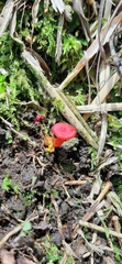 Hygrocybe