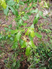 Toxicodendron radicans image