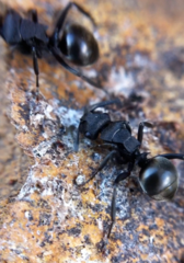 Polyrhachis phryne