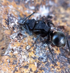 Polyrhachis phryne