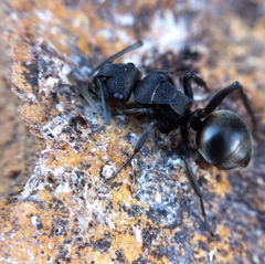 Polyrhachis phryne