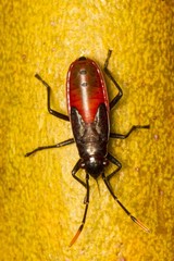 Arocatus rubromarginatus