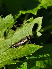 Sciapteryx consobrina