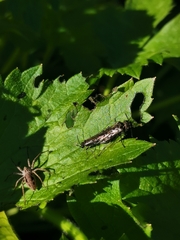 Sciapteryx consobrina